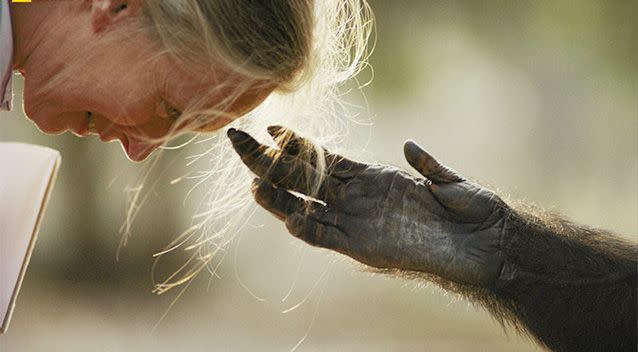 Jou Jou, captive chimpanzee reaches out it's hand to Dr. Jane Goodall in Brazzaville Zoo, Brazzaville, Republic of Congo, 1990. Photo: National Geographic.