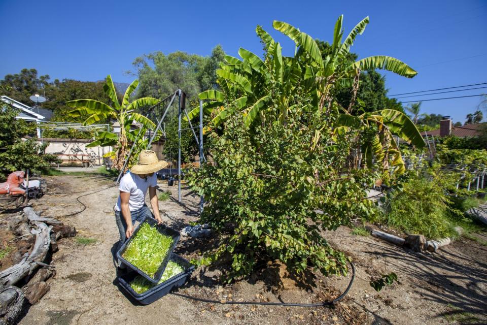 A man holds a bin of green manure as he stands next to an apricot tree.