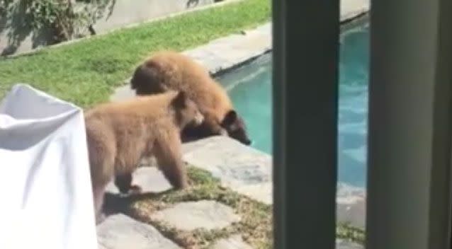 The bears then retired to the family's pool. Source: KTLA5