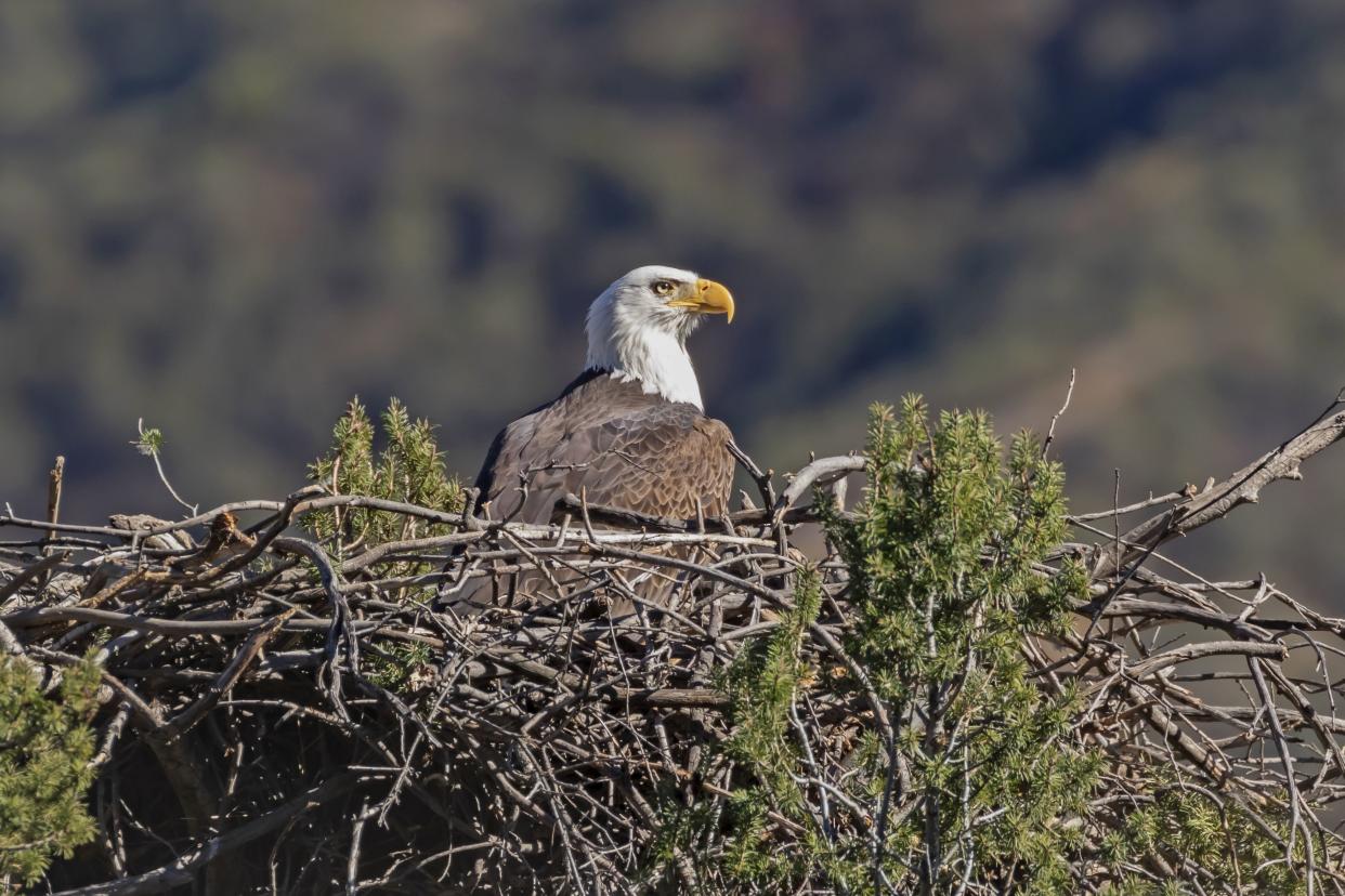 Bald eagle in a Los Angeles foothills nest