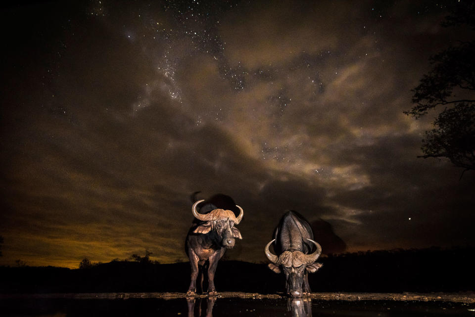 Midnight safari: Wild animals gather under a full moon