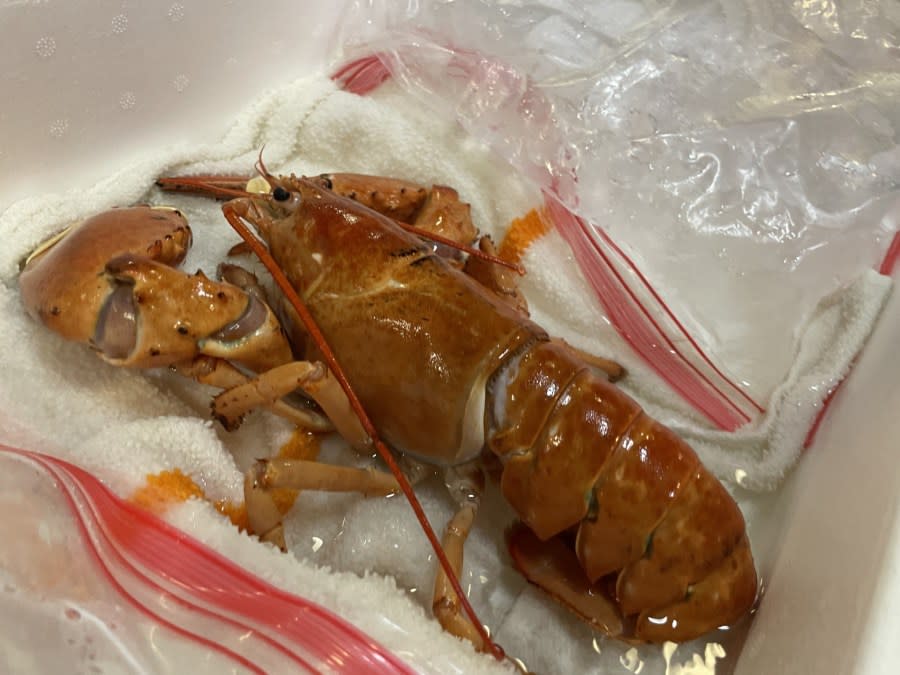 A rare orange lobster has a new home at the Downtown Aquarium in Denver. 