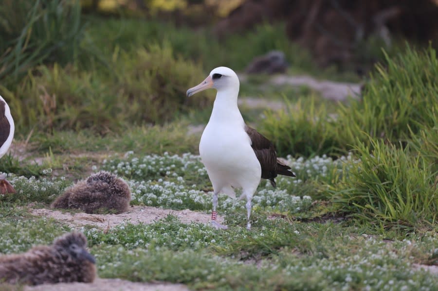 Laysan albatross, mōlī, Wisdom (Credit: USFWS photos, Jon Plissner)