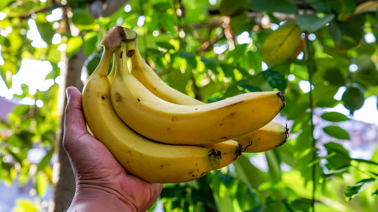 Plátanos recién arrancados del banano. Foto tomada en Denpasar, Indonesia