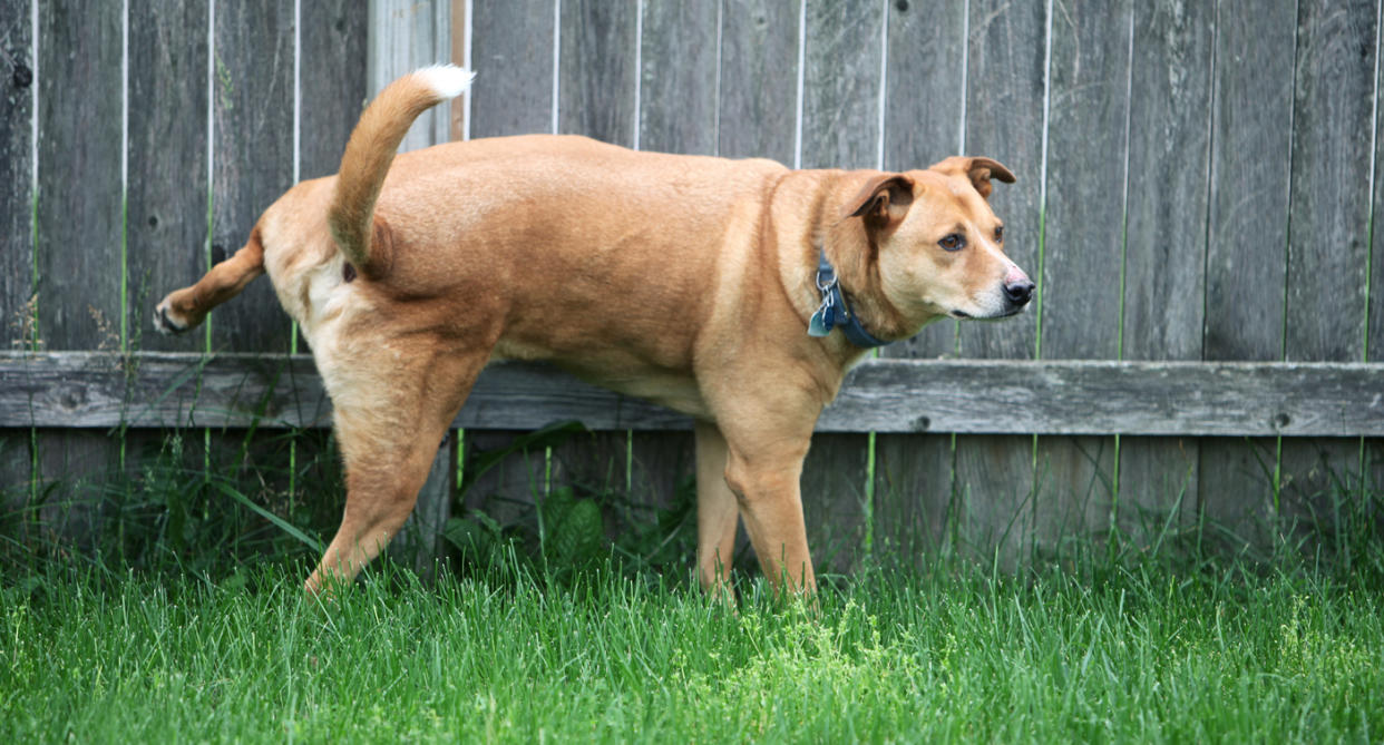 Dieser Hund weiß, was sich gehört. Zumindest kam er beim Beinheben keinem Menschen zu nah. (Symbolbild: Getty Images)