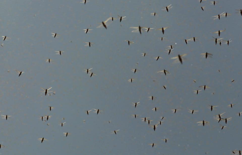 JAIPUR, INDIA - MAY 25: A swarm of locusts around apartments near the Railway Station on May 25, 2020 in Jaipur, India. The Food and Agricultural Organization of the United Nations in its latest locust bulletin on May 21 said the insects spring breeding has continued in Iran and southwest Pakistan and that they will be moving to the India-Pakistan border till at least early July. Already 38,308 hectares in 22 out of 33 districts of Rajasthan are under locust attack, according to the state government. They have reached as far as Madhya Pradesh and Uttar Pradesh, after entering from Pakistan in April. (Photo by Himanshu Vyas/Hindustan Times via Getty Images)