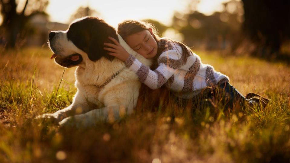 A girl lays her head against a friendly Saint Bernard in a field