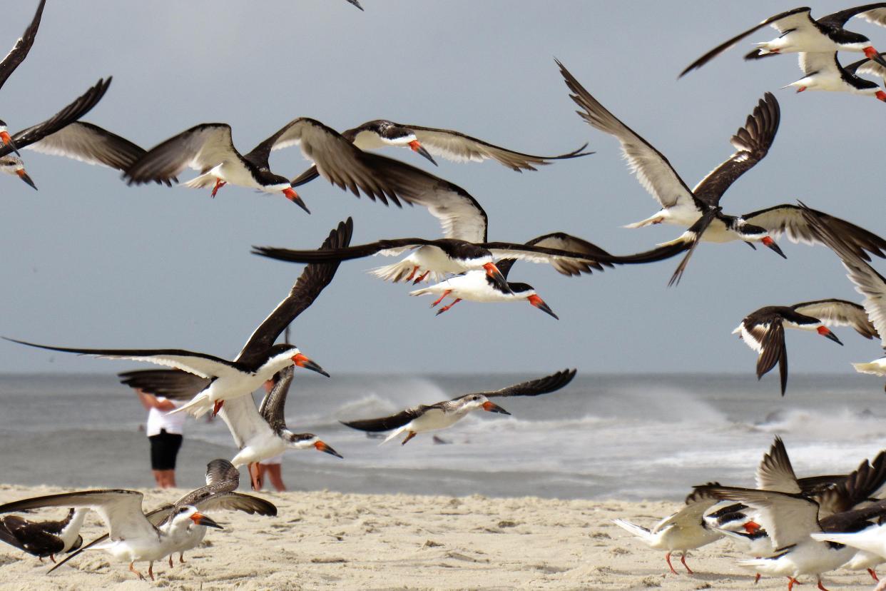 Cape May Seagulls flying, Cape May, New Jersey