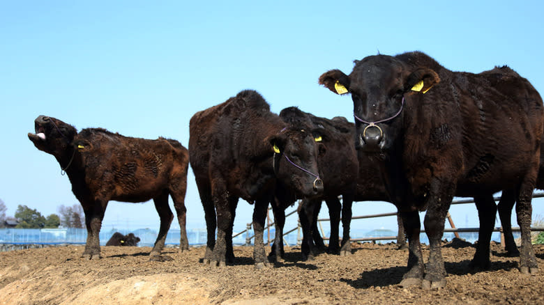 Wagyu cattle on Japanese farm 