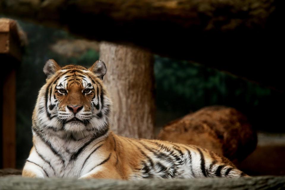 Tula, an Amur Tiger, strikes a pose at the Florence Mila Borchert Big Cat Country exhibit at the Milwaukee County Zoo on Thursday, April 8, 2021.