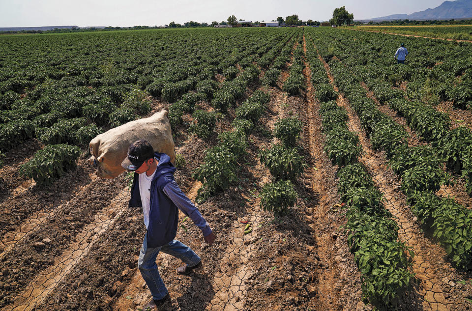 FILE - Workers harvest and bag green chile on Glen Duggins' farm in Lemitar, N.M., on Aug 27, 2020. New Mexico produced more than 53,000 tons of its most famous crop during the last growing season in 2022, meaning more chile peppers found their way into salsas and onto dinner plates than the previous year. (Gabriela Campos/Santa Fe New Mexican via AP, File)