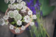 <p>These delicate flowers may look sweet and innocent but their string scent is repellant for slugs. </p><p><a class="link " href="https://www.amazon.co.uk/Plant-World-Seeds-Astrantia-Major/dp/B00Y4U6ZTC/ref=sr_1_1?s=outdoors&ie=UTF8&qid=1529663330&sr=1-1&keywords=astrantia+seeds&tag=hearstuk-yahoo-21&ascsubtag=%5Bartid%7C2060.g.22065624%5Bsrc%7Cyahoo-uk" rel="nofollow noopener" target="_blank" data-ylk="slk:BUY NOW;elm:context_link;itc:0;sec:content-canvas">BUY NOW</a></p>