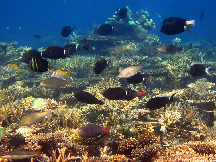 A sunlit coral reef populated by lots of tropical fish.