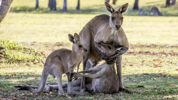 Kangaroo-1