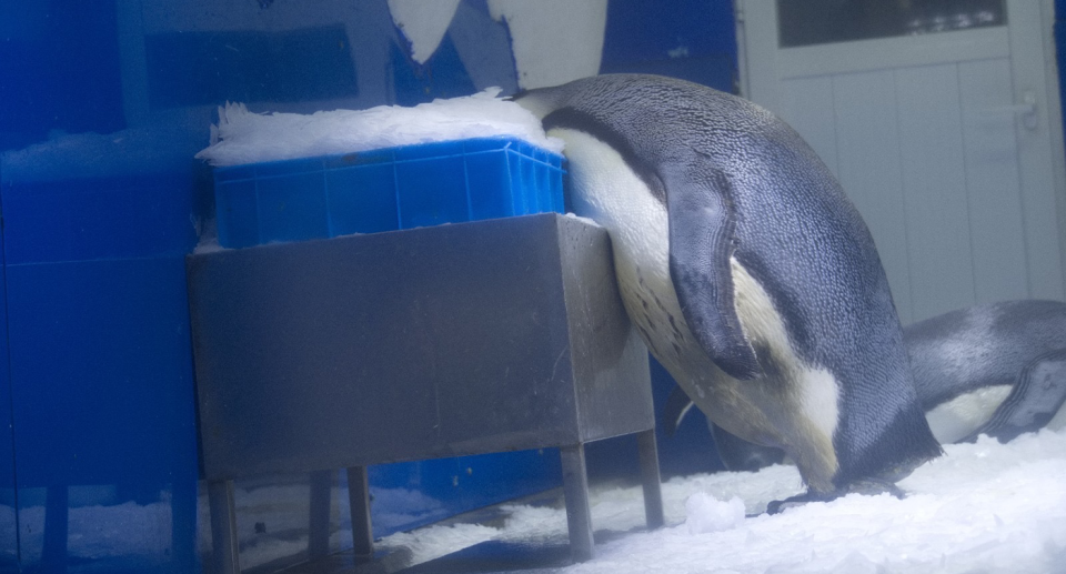 A penguin with its head buried inside shaved ice at the Nanjing Andover Underwater World.