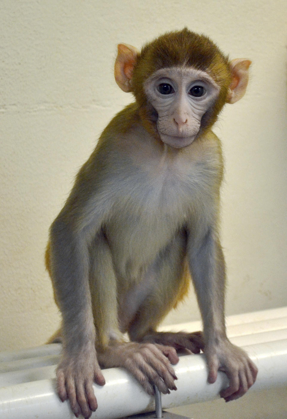 This undated photo provided by the Oregon Health and Science University in March 2019 shows a monkey named Grady, at 11 months, born from an experimental technology that aims to help young boys undergoing cancer treatment preserve their future fertility. Scientists froze testicular tissue from a monkey that had not yet reached puberty, and later thawed it to produce sperm used for Grady’s conception. (OHSU via AP)