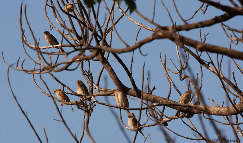 World Sparrow Day