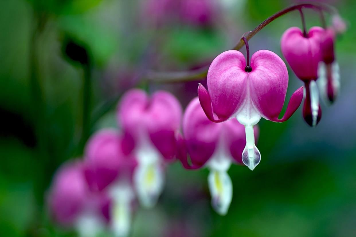 a pink and white bleeding heart flower