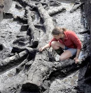 York Press: University of York archaeologist Dr Nicky Milner working on the remains of the 11,000-year-old wooden platform at Star Carr back in 2010