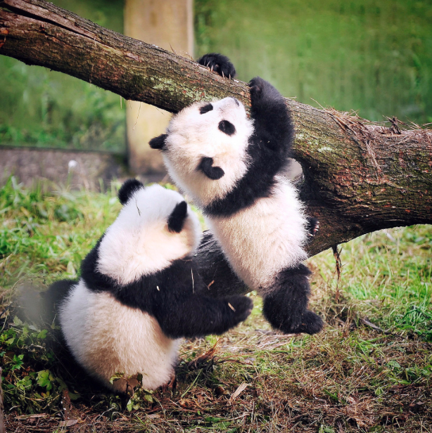 Baby pandas Chongqing zoo