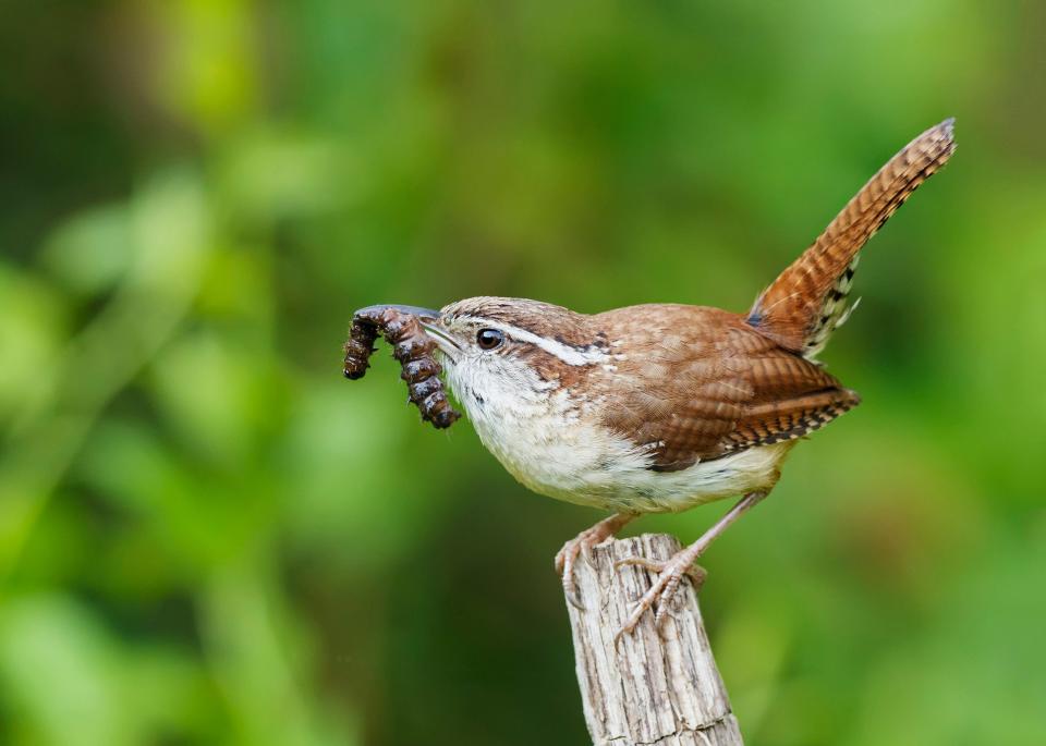 The grub in this Carolina wren’s beak may well be intended for baby birds in one of the up to five clutches this species may raise in a season.