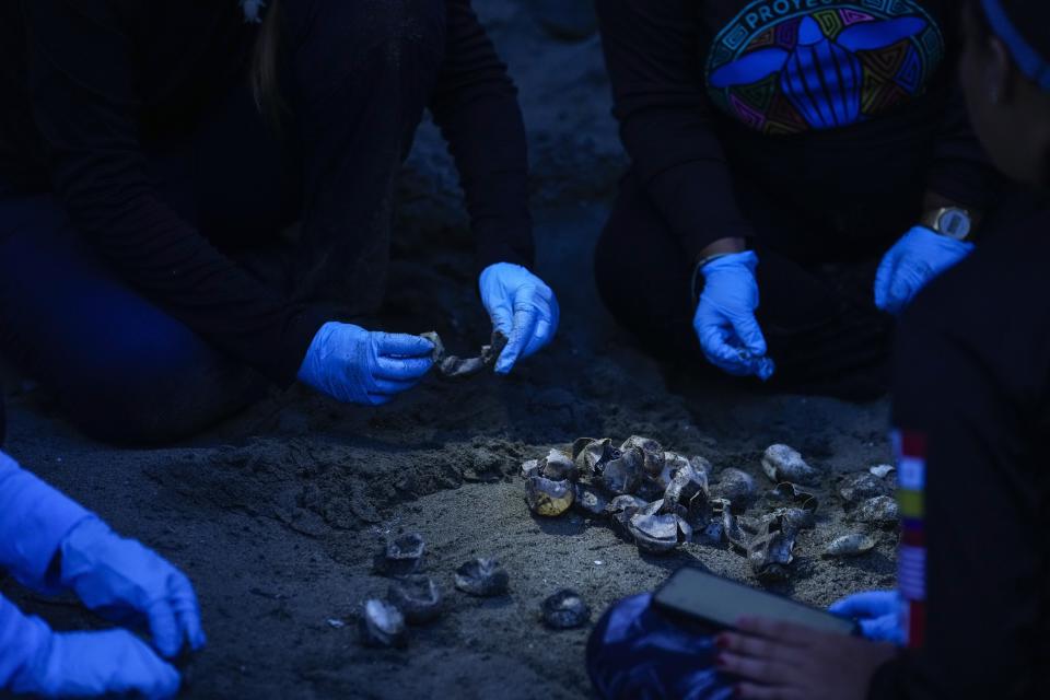 Members of The Leatherback Project for the conservation of leatherback turtles work on a nest excavation to study its contents on a beach near in Armila, Panama, early Sunday, May 21, 2023. Sea turtles in Panama now have the legal right to live in an environment free of pollution and other detrimental impacts caused by humans, a change that represents a different way of thinking about how to protect wildlife. (AP Photo/Arnulfo Franco)