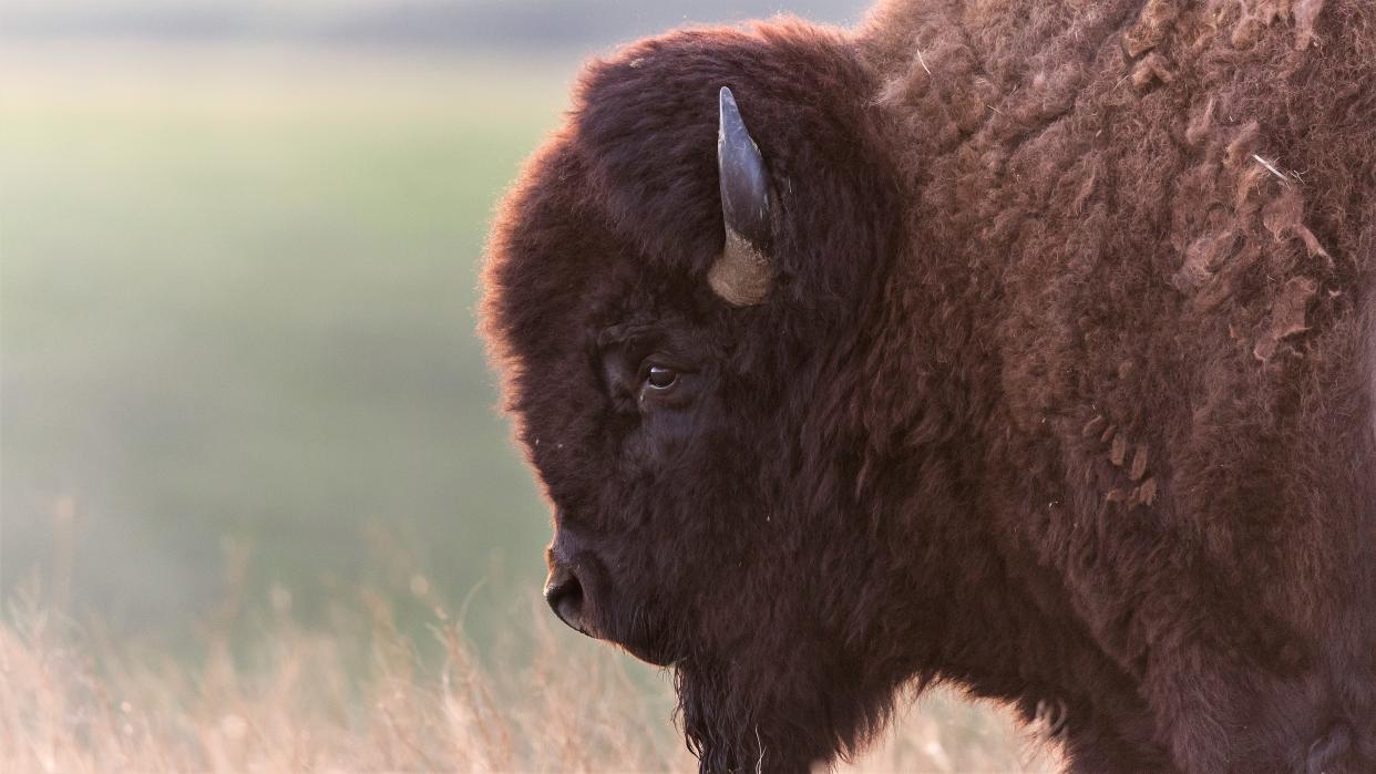  Close-up of bull bison standing in field. 