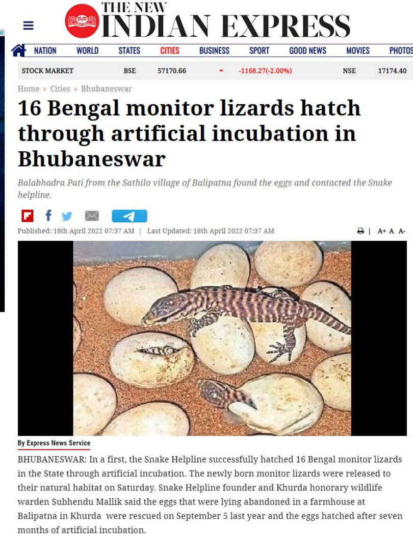 印度村民在農舍發現16顆神秘蛋，近日孵化後得知牠們是孟加拉巨蜥。（圖／翻攝自新印度特快報）