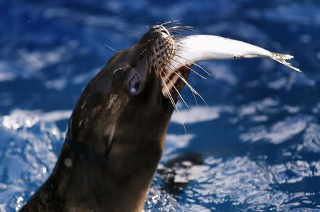 A rescued California sea lion pup eats a fish during feeding time at Sea World San Diego in San Diego, California January 28, 2015. REUTERS/Mike Blake