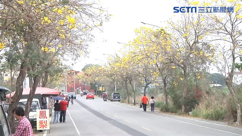 彰化芬園鄉彰南路路旁風鈴木開起黃花，綿延5公里長。