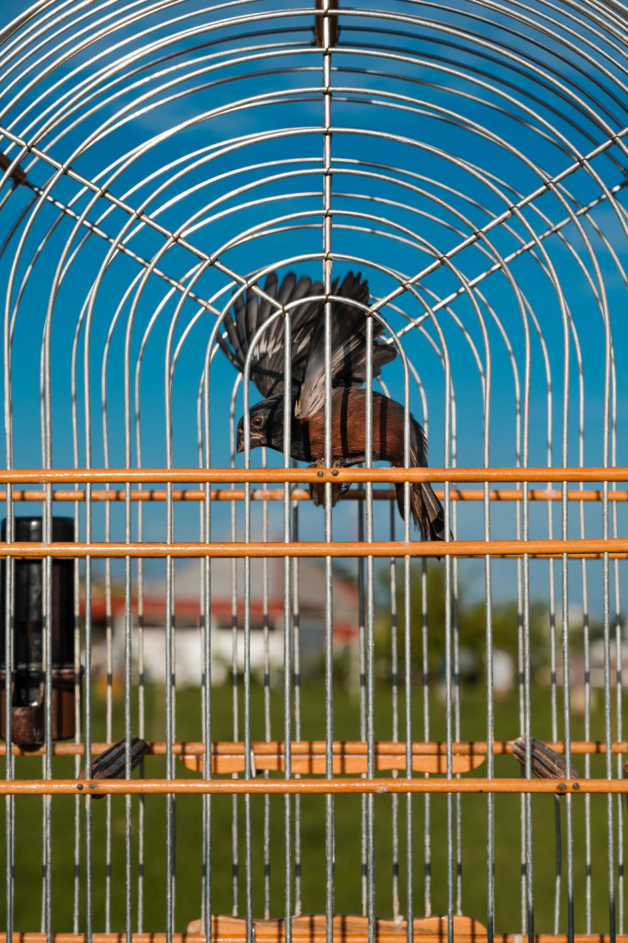 Jaulas para aves en una tienda de mascotas. (Adriana Loureiro Fernandez/The New York Times)
