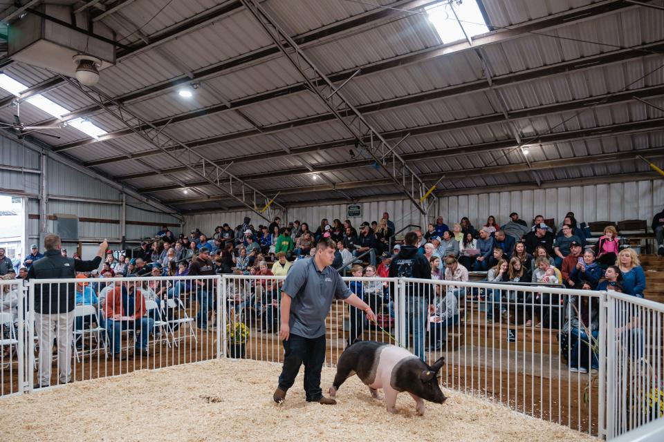 Hunter McLaughlin, works his hog during the  Livestock Sale, Thursday, Sept. 22 at the Tuscarawas County Fair.