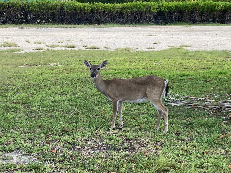 Most Key Deer weight just 80 pounds.