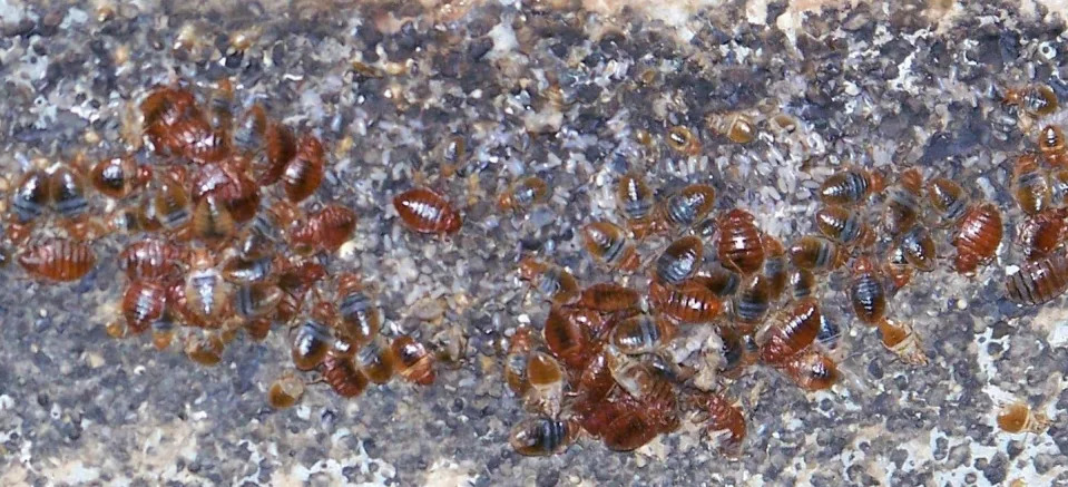 <span class="caption">Dozens of bedbugs and their eggs and fecal material on a metal bed frame.</span> <span class="attribution"><span class="source">Jerome Goddard</span></span>