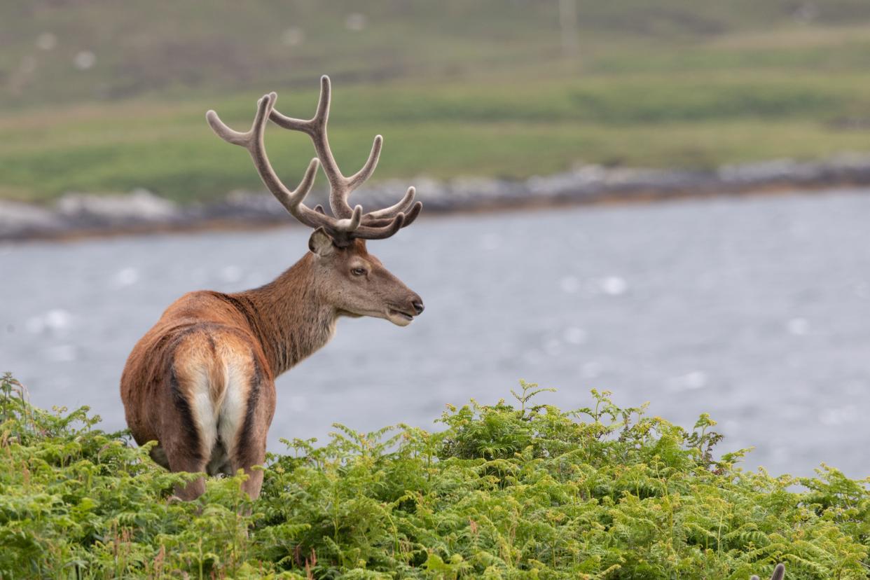 A Red Deer on South Uist. (PA)