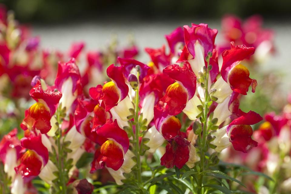 how to grow snapdragon flowers