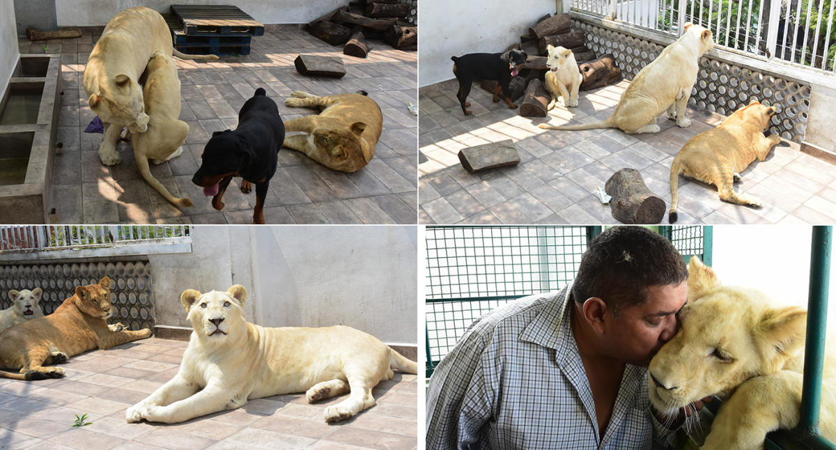 FOTOS | Leones hallados en una azotea de la CDMX