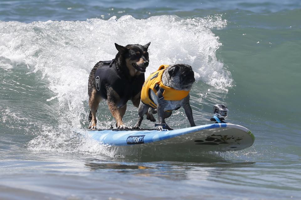 Two dogs surf during the Surf City Surf Dog Contest in Huntington Beach, California September 27, 2015. REUTERS/Lucy Nicholson
