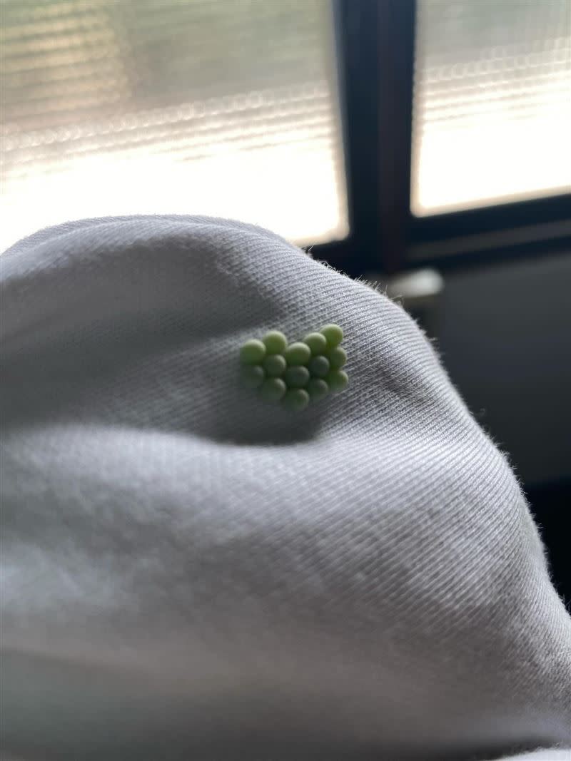 網友曬衣時發現白衣服上黏著一排綠色的蟲卵，觸感還硬硬的。（圖／翻攝自Threads @wangzhexun）