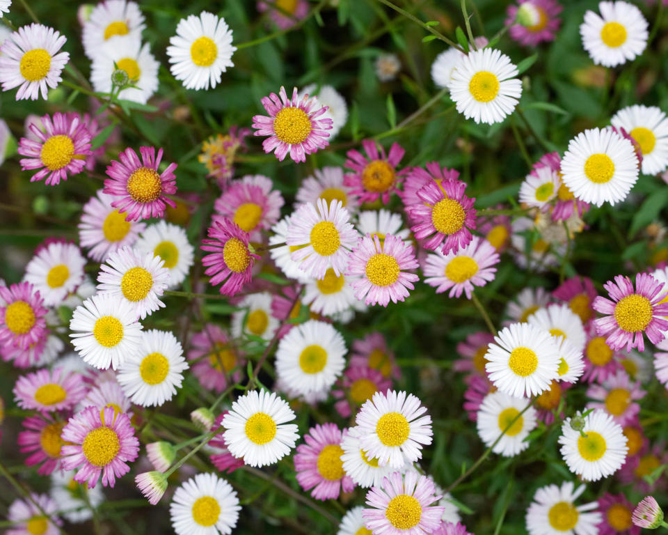 12. ERIGERON KARVINSKIANUS