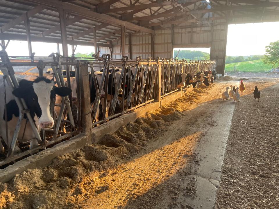 The Reisinger family milked cows for over 100 years before shifting to raising heifers, steers, and beef. This loafing shed houses dozens of beef cattle near where an accidental fire broke out and threatened the Reisinger farm.