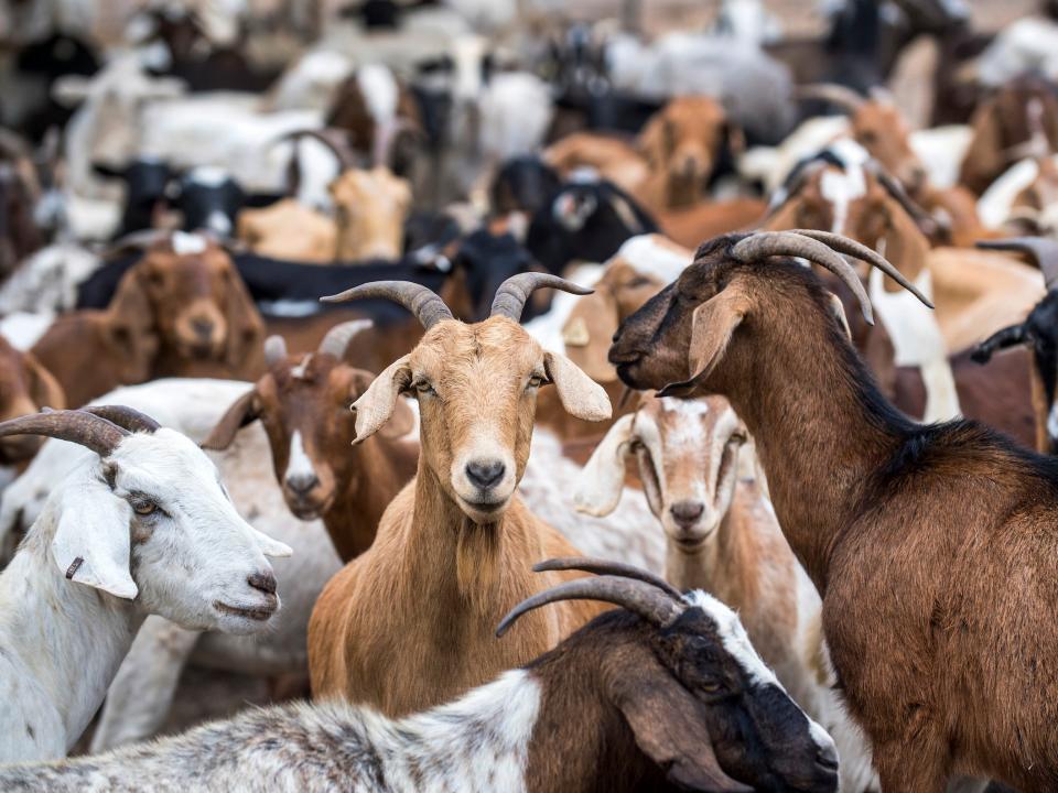 A herd of goats waiting to be let out to graze a hill in Irvine California in 2018.