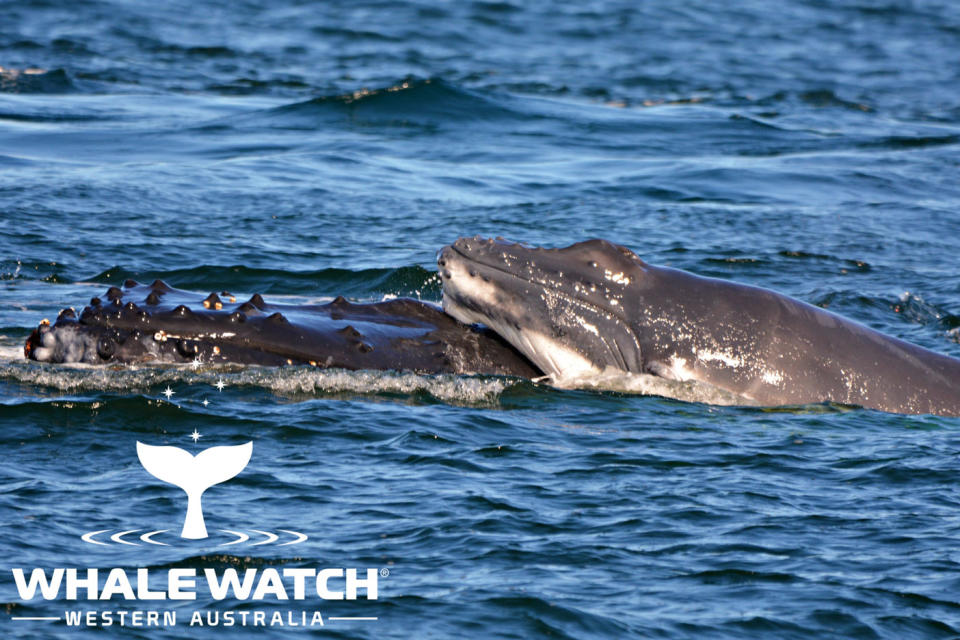 The incredible moment a pod of dolphins protected a humpback and her calf being harassed by male whales has been caught on camera near Augusta, Western Australia. Photo: Whale Watch Western Australia