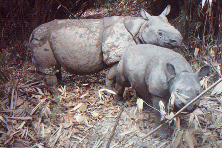 Weil er mindestens sechs Exemplare des vom Aussterben bedrohten Java-Nashorns getötet hat, ist ein Wilderer in Indonesien zu zwölf Jahren Haft verurteilt worden. (UJUNG KULON NATIONAL PARK)