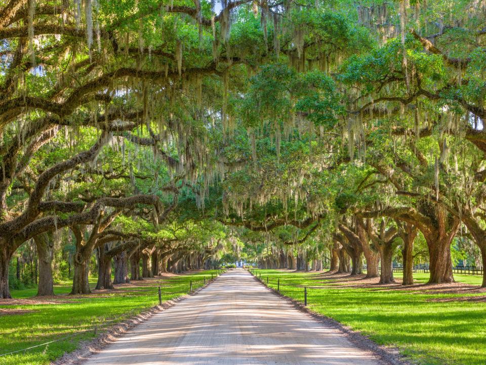 Charleston, South Carolina, USA tree lined plantation entrance.