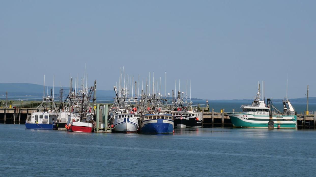 Fishing vessels on the Digby, N.S., waterfront are shown on Sept. 10, 2022. (Anjuli Patil/CBC - image credit)