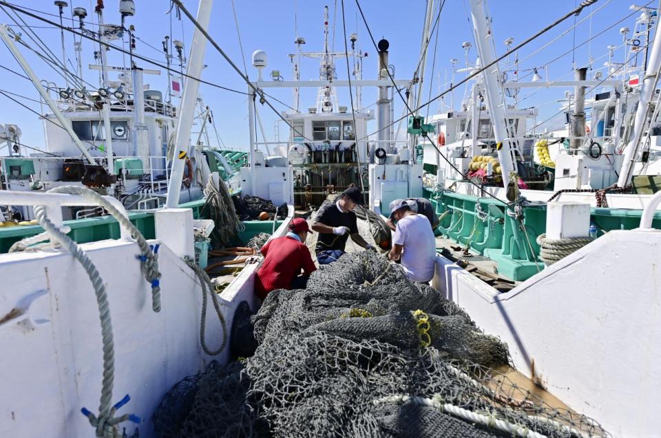 日本福島縣的漁民8月22日在相馬市松川浦漁港檢視漁獲。路透社