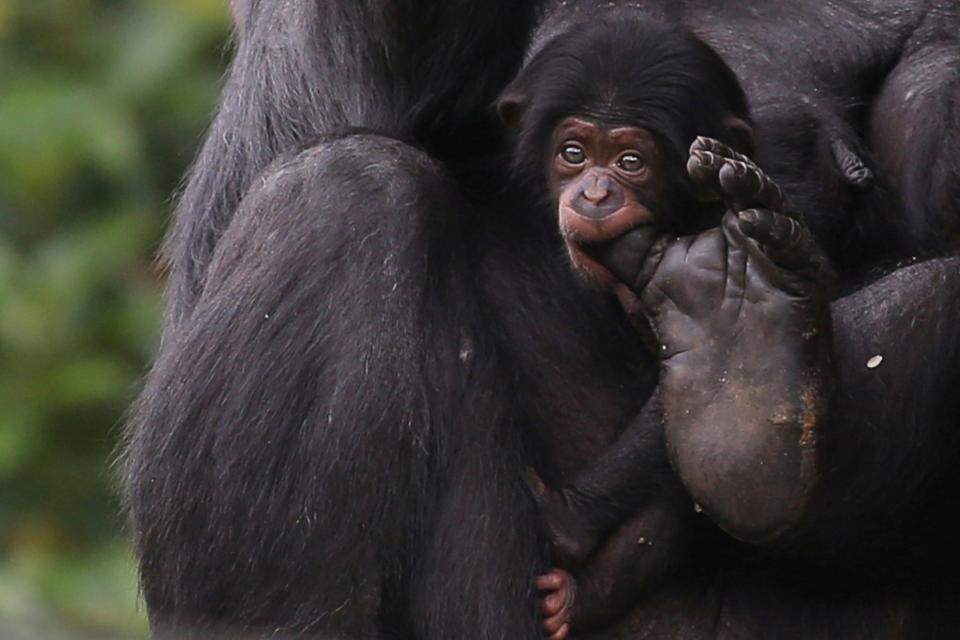 Un bebé chimpancé recién nacido muerde el dedo gordo del pie de su madre en el zoológico de Sao Paulo (Brasil). (Foto: Rahel Patrasso / Reuters).