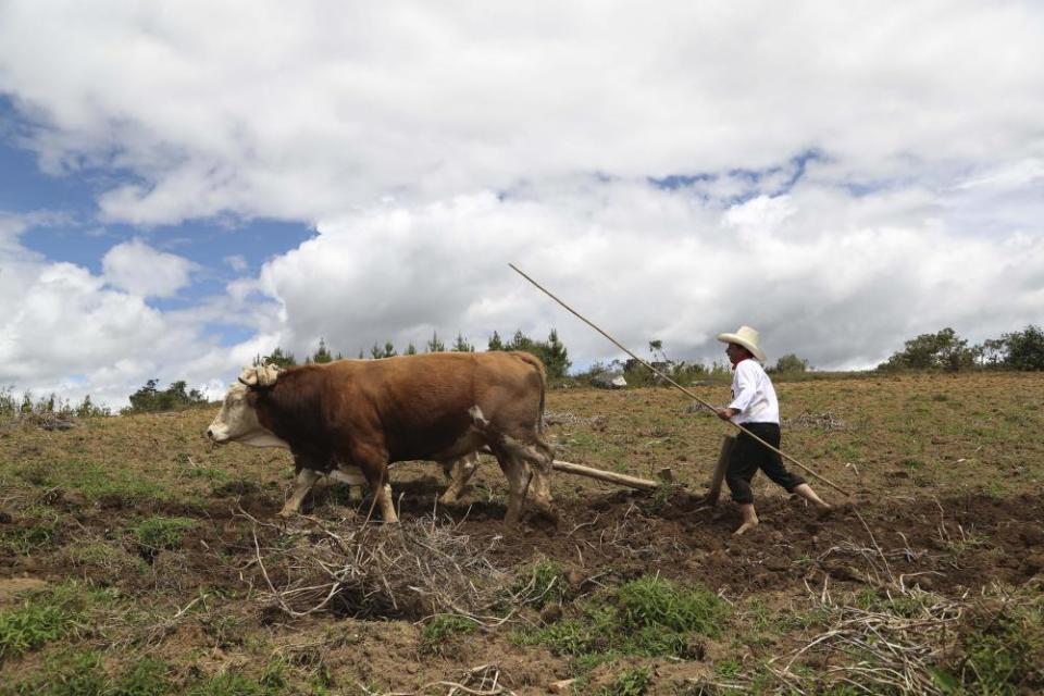 Castillo guides a plough on his property in Chugur.