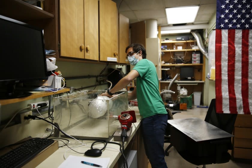 LOS ANGELES, CA - MAY 27: Albert Nazeeri demonstrates his experiment to disinfect respirator masks inside his lab at the California Institute of Technology in Pasadena on Wednesday, May 27, 2020 in Los Angeles, CA. Nazeeri, a Caltech student, was asked to watch over the geobiology laboratory once the coronavirus shutdown hit and he wound up studying the disinfecting technique with the time. (Dania Maxwell / Los Angeles Times)